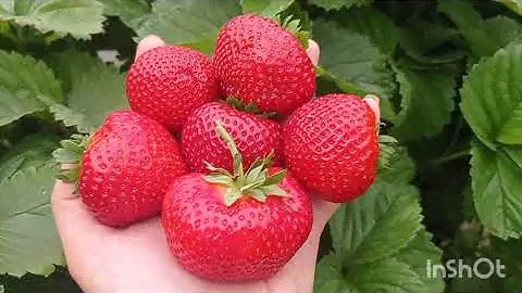 СЕНСАЦИЯ (SENSATION) клубника среднего срока созревания. Вкусный сорт КСД
