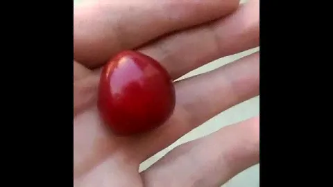 ШОК! ЧЕРЕШНИ ОПАСНЫ СМОТРЕТЬ ВСЕМ.