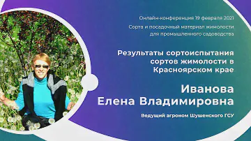 Жимолость в Красноярском крае. Результаты сортоиспытания. Иванова Е.В. Шушенский ГСУ