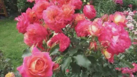 ШИКАРНОЕ ЦВЕТЕНИЕ РОЗ🌹🌹🌹
