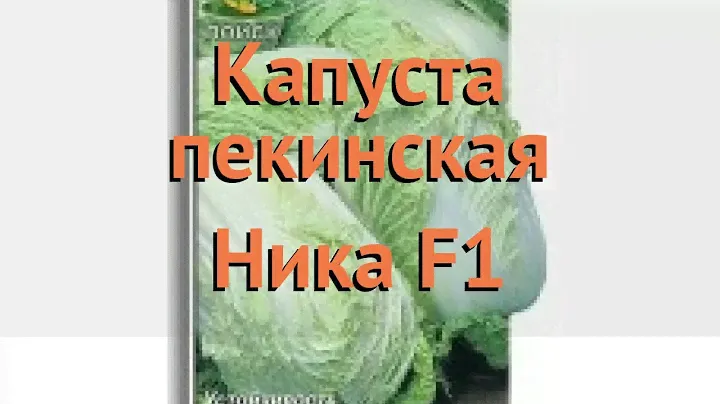 Капуста пекинская Ника F1 (nika f1 nika f1) 🌿 Ника F1 обзор: как сажать, семена капусты Ника F1