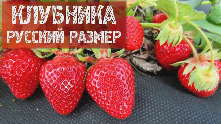 ЗЕМЛЯНИКА САДОВАЯ РУССКИЙ РАЗМЕР