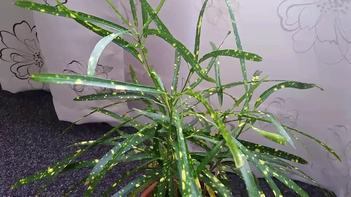 Тропическое растение кротон. Уход в домашних условиях / Tropical croton. How to take care of croton
