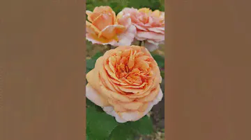 EDROSES/Роза 🌹 Чарльз Остин( Charles Austin) ,  Austin, 1973. Английские розы (English Rose, Austin)