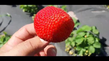 Клубника сорт СЕНСАЦИЯ.