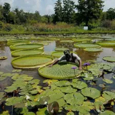 Семена Виктория амазонская (Victoria amazonica)