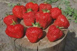 Земляника крупноплодная ( виктория ) ФЕСТИВАЛЬНАЯ