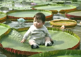 Виктория амазонская Victoria Amazonica семена 2 шт