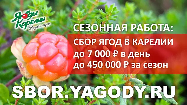 Сбор ягод в Карелии. Сезонная работа. До 450 000Р за сезон. Люди едут со всей России и СНГ