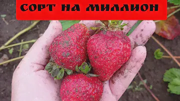 Лучший ремонтантный сорт клубники САН-АНДРЕАС, АЛЬБИОН или ЛЮБАВА