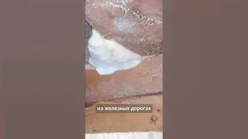 Капуста Трансфер f1 (скороспелка)