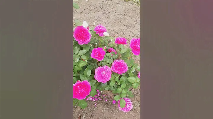 Джеймс Л Остин