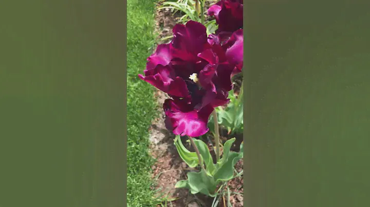 Victoria’s Secret Tulips 🌷