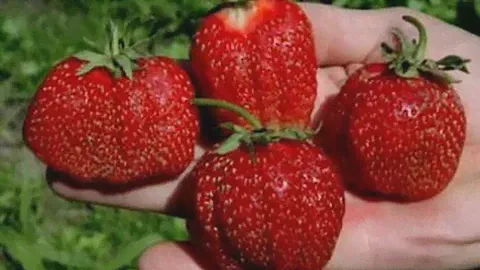 Китайский способ посадки клубники. Натуральный обмен