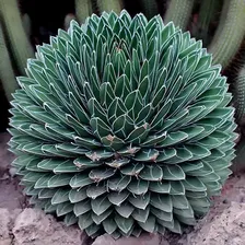 Agave VICTORIAE REGINAE - Агава Королева Виктория, 3 семени
