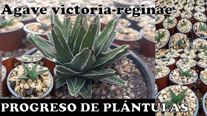 Agave victoria-reginae. Plántulas de un año de edad
