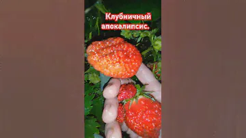 Активно идёт сбор клубники. Находка. Огромная ягода. #лайк #огород #клубника. Вместе интереснее.