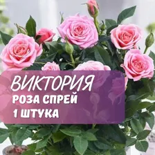 Роза спрей Виктория / саженец розы