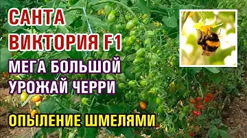 Выращивание томата черри САНТА ВИКТОРИЯ - Мега урожай томатов