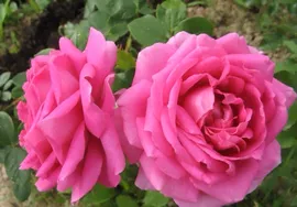 Роза плетистая "Виктория" Rose "Victorial"