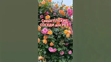 НЕЛЬЗЯ сажать розы рядом с ними