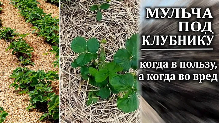 Мульчирование клубники Когда в пользу, а когда во вред  лучшие виды мульчи Имунные обработки