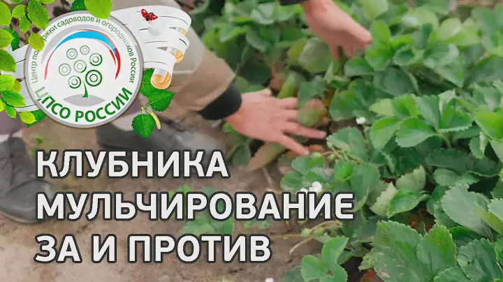 Мульчирование клубники. За и Против мульчи клубники, земляники.