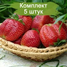 Саженцы ремонтантной Клубники Виктория Королева Елизавета 2 (Ранняя) - 5 шт.