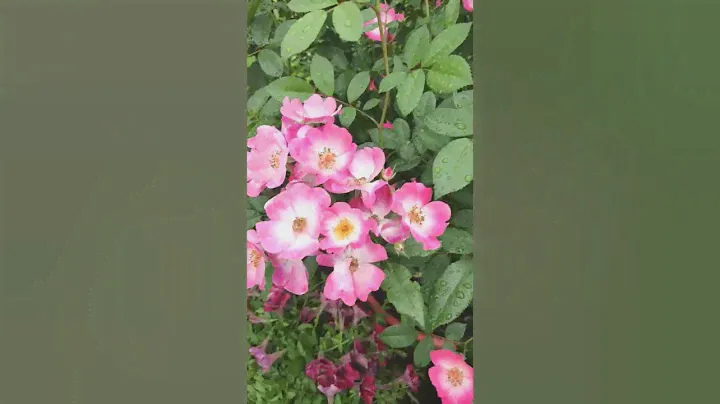 Роза Букву